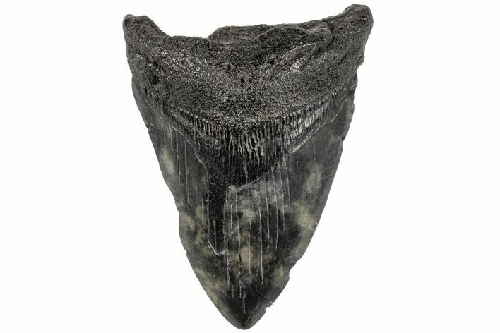 Fossil Megalodon Tooth - South Carolina #201547